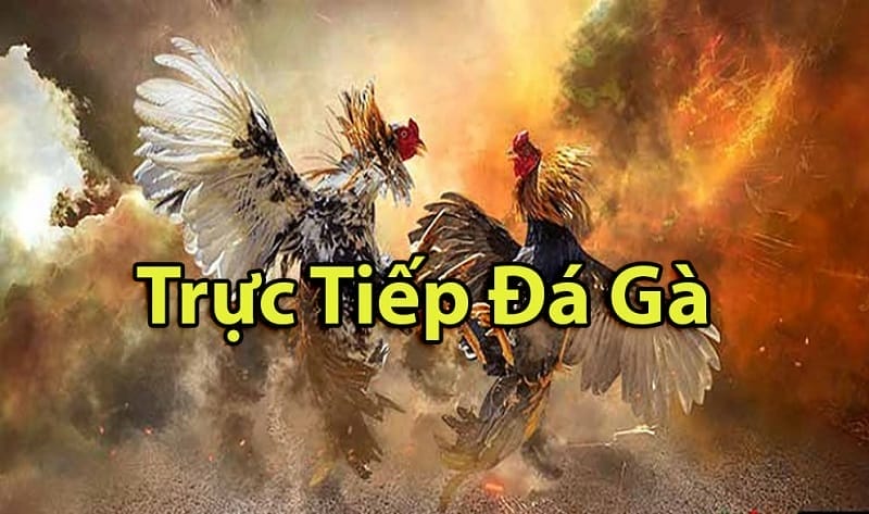 https://www.anabel.com.tw/tim-hieu-ve-da-ga-thomo-campuchia/